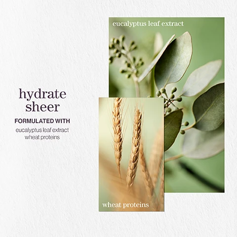 Image 1 - Image of two botanical-themed product visuals featuring a eucalyptus leaf extract above and wheat proteins below, with the text hydrate sheer, formulated with eucalyptus leaf extract, and wheat proteins.
Image 10 - Image features three images of botanical elements with accompanying text: a lavender flower against a pink background with the word lavender, a green bergamot fruit on a branch with the word bergamot, and a patchouli plant with the word patchouli, along with the phrase hydrate shampoo and the description A citrus summer breeze with notes of lavender, bergamot, patchouli.
Image 11 - Image shows three overlapping images featuring natural elements: a close-up of a pink rose, moss, and a green mint leaf, with the text hydrate sheer conditioner and AFTER THE RAIN WITH NOTES OF moss rose mint.
Image 2 - An image featuring a split layout; on the left, crystallized sugar with the word xylose above, and on the right, a close-up of a coconut shell with the words coconut oil and camellia seed oil overlaid on pink and beige backgrounds.
Image 3 - Image of a bottle of Pureology Color Fanatic spray with a five-star rating and a customer review stating Would recommend! Love this spray, got recommended by hairdresser a few years ago and I have been using it religiously since, along with the text Lookfantastic verified customer review.
Image 4 - Image of a light, abstract background with bubbles, featuring the text pro favourite, along with a quote from Neil Moodie about using a product for detangling and styling hair, and identifying him as a Pureology UKI Ambassador.
Image 5 - Two bottles of Pureology Hydrate Sheer shampoo and conditioner are displayed on a white background, with the benefit text stating hydrating properties for fine, dry, color-treated hair.
Image 6 - A spray bottle labeled COLOR FANATIC from Pureology, highlighting its benefits: detangles, moisturizes, heat protects, smooths frizz, and adds shine, with additional text mentioning 21 essential benefits and that it contains 100% vegan ingredients.
Image 7 - Image depicts three main points on a soft purple background: vegan formulas* sulfate-free for a gentle cleanse, recycled bottles made from post-consumer recycled materials**, and up to 80+ washes in one bottle. All formulas are highly concentrated meaning less water needed.
Image 8 - An arrangement of various oils and ingredients including a droplet of olive oil, camelina seed oil surrounded by camelina seeds, xylose crystals, and a piece of coconut oil with text labels indicating each ingredient.
Image 9 - Image features three overlapping photographs showing a tree bark texture, a close-up of a pink rose, and slices of ginger; the text includes color fanatic and beneath blossoming trees with notes of cedarwood, rose, and ginger.